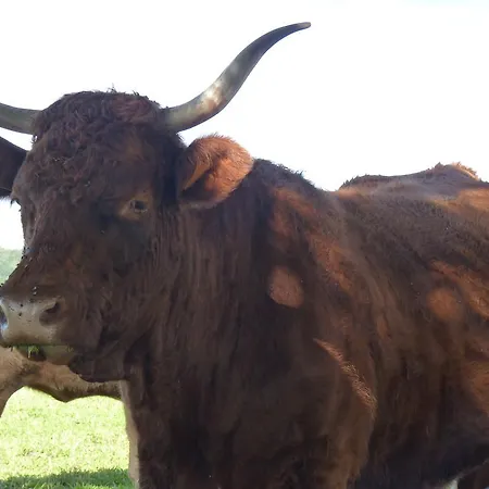 D'hotes - Domaine De La Grangeotte Nocleg ze śniadaniem Labesserette