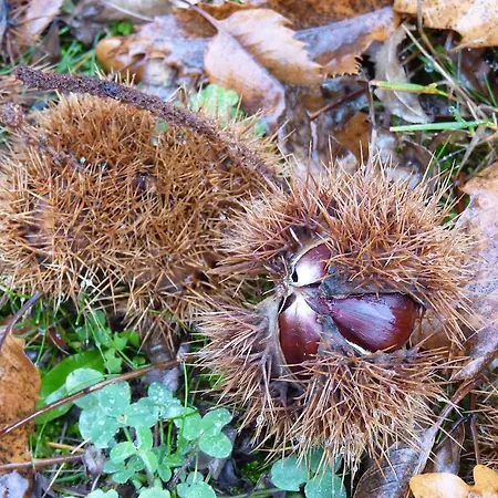 D'hotes - Domaine De La Grangeotte Labesserette