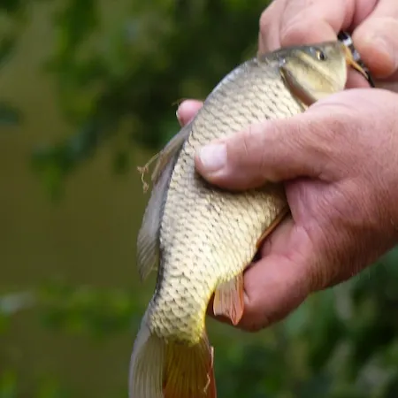 Nocleg ze śniadaniem D'hotes - Domaine De La Grangeotte Labesserette