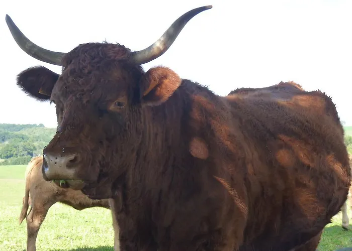 D'hotes - Domaine De La Grangeotte Bed & Breakfast Labesserette