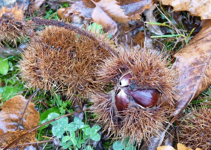 D'hotes - Domaine De La Grangeotte Labesserette