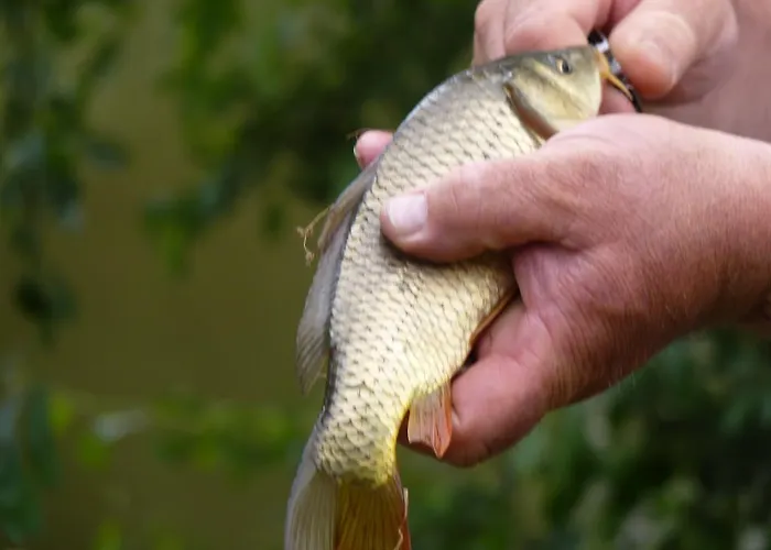 Bed & Breakfast D'hotes - Domaine De La Grangeotte Labesserette
